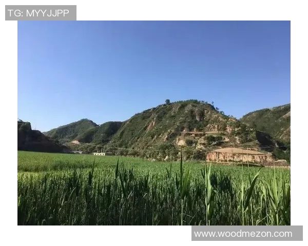 庄河足球明星全景盘点与历史成就回顾 庄河足球明星全景盘点与历史成就回顾